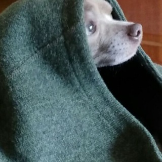 Логотип телеграм канала @doginrussia — Собачья жизнь