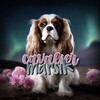 Логотип телеграм канала @doglife1233 — Гламурный кавалер Марсик🩷