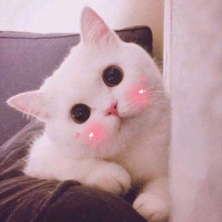 Logo of telegram channel dogoz — dog❤️cat