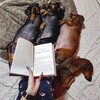 Логотип телеграм канала @dogpersonlife — Книг и собак много не бывает