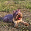 Логотип телеграм канала @dogs_betty — агро йорик🐾