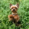 Logo of telegram channel dogs_diary — Dogs Diary