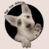 Логотип телеграм канала @dogs_from_shelter — dogs_from_shelter сектор Б приюта Малинки"Пушистый друг", бывший Кожуховский