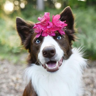 Логотип телеграм канала @dogsandflowers — 🌸 Собаки И Цветы 🌺