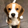 Логотип телеграм канала @dogsdarommm — Отдаем собак