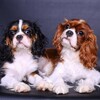 Логотип телеграм канала @dogshoprussia — Магазин собак | Щенки России