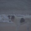 Логотип телеграм канала @dogsilent — dog silent