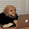 Логотип телеграм канала @dogsremote — собаки батрачат на удаленке