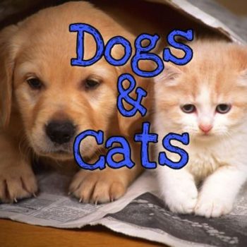 Logo del canale telegramma dogssandcatss - Жизнь удивительных собак