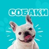 Логотип телеграм канала @dogxpet — Собаки