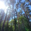 Логотип телеграм канала @dol_chaika — ДОЛ "Чайка" г. Буинск