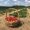 Логотип телеграм канала @dolginiha — Долгиниха.рф ягодные просторы