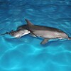 Логотип телеграм канала @dolphin_kirillovka — Дельфинарий в Кирилловке