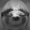 Логотип телеграм канала @dolphinspeoplesea — Дельфины - люди моря