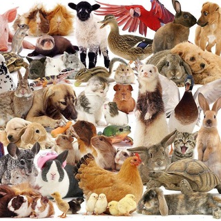 Логотип телеграм канала @dom_jiv — Домашние животные