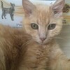 Логотип телеграм канала @domashniy_priyut_kazan — Домашний приют Казань