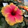 Логотип телеграм канала @domenika_flowers_indoorplants — Domenika_flowers_komnatka