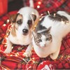 Логотип телеграм канала @domesticcatsanddogs — Домашние питомцы - всё о кошках и собаках