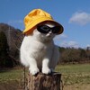 Telegram арнасының логотипі domika1ti — КОНТОРА П🐣