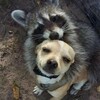 Логотип телеграм канала @donatenot — Магазинчик у Енота