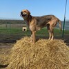 Логотип телеграм канала @donetsk_animals — Приют Эвакуированных Лап