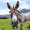 Логотип телеграм канала @donkeysidepoch — DonkeySidePoch