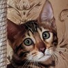 Логотип телеграм канала @doshadeda — Кошка Доша