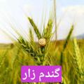 Logo saluran telegram dostan_basafa — 🌾گندم زار🌾