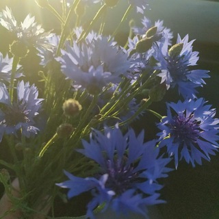 Логотип телеграм канала @dovsk_sad — Довский детский сад