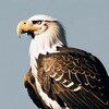 Логотип телеграм канала @dr1ceps — Стая Driceps’a🦅