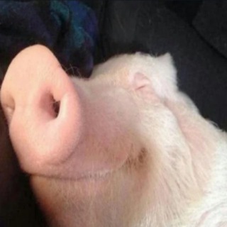 Логотип телеграм канала @dragon_many — вагина пластика