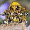 Логотип телеграм канала @dranduletprodaction — БЕЛЯШИ ПО ИМБИРЕВСКИ