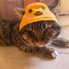 Логотип телеграм канала @draveland — Draveland