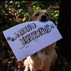 Логотип телеграм канала @drdrdrdrdrdrdrdl — 🐾Лакино убежище