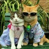 Логотип телеграм канала @dream_collab — коллаба мечты