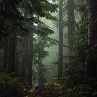 Логотип телеграм канала @dreamforest0 — Dream forest 🌱