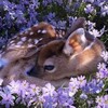 Логотип телеграм канала @dreamlifid660 — 🦉🍄Домик эстетики🦉🍄