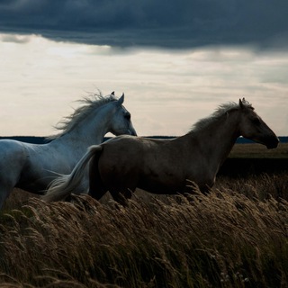Логотип телеграм канала @dreams_of_horses — Dreams of horses