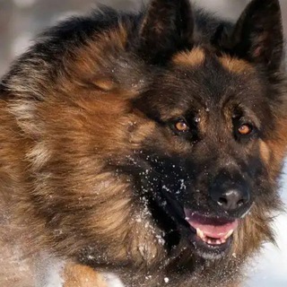 Логотип телеграм канала @dressirovka_vld — Дрессировка собак Владикавказ