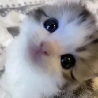 Логотип телеграм канала @drimnphouse — котики. 😗
