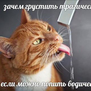 Логотип телеграм канала @drinkingcats — Cat's drinking problem
