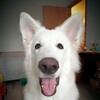 Логотип телеграм канала @druzya_tovarishchi_sobachniki — Друзья! Товарищи! Собачники!