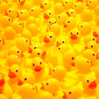 Логотип телеграм канала @duckparty — Duck Party 🇵🇭