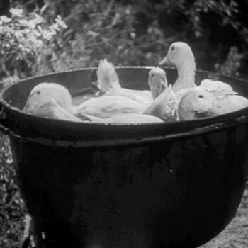 Logo del canale telegramma ducksoupgianky - Duck Soup