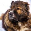 Logo of telegram channel dudusikdog — Dudusik Dog