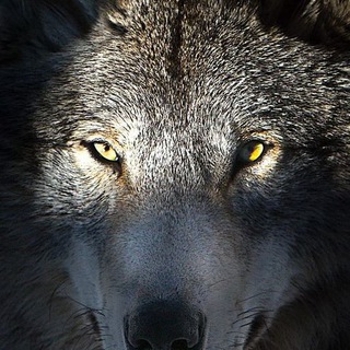 Логотип телеграм канала @duhvolka — Дух Волка