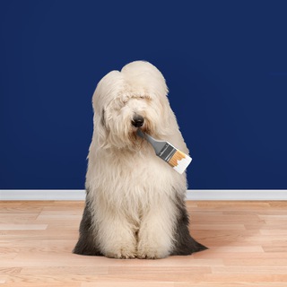 Логотип телеграм канала @dulux_rus — Краски Dulux