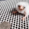 Логотип телеграм канала @dumbanimals — ЕБАНЫЕ ЖИВОТНЫЕ
