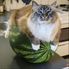 Логотип телеграм канала @dundukfromtarkov — Дундук Стримс