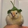 Логотип телеграм канала @durawkaalt — дурашка альт